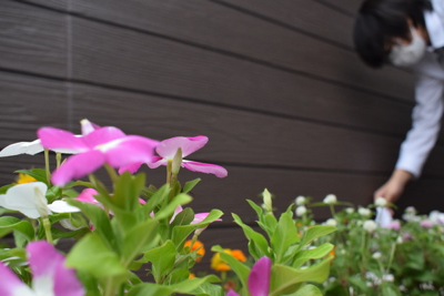 【花壇の花を入れ替えました】